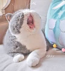  20 Ide Kawaii Cat Anak Kucing Kucing Cantik Hewan Lucu