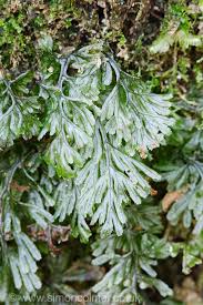 Image result for Hymenophyllum tunbridgense