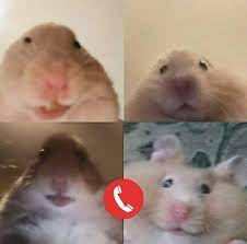 Make facetime hamster memes or upload your own images to make custom memes. Ajab Gajab On Twitter Me Having Last Video Call With My Homies After Seeing Worldwar3 Trend