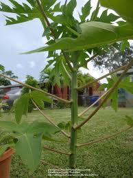 Plant your tree where it will receive at least six hours of sun. Tropicals Forum Will This Papaya Tree Bear Fruit Garden Org