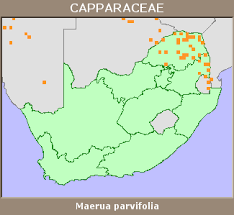 Image result for Maerua parvifolia