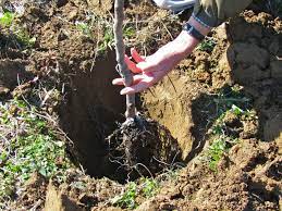 Fruit tree fertilizing basics, how and when to fertilize, and what type of fertilizers to use.links below (affiliate)fruit tree fertilizer. 10 Tips For Growing Fruit Trees Plant Instructions