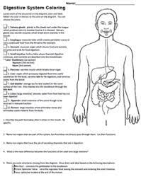 The digestive system and body metabolism. Digestive System Coloring