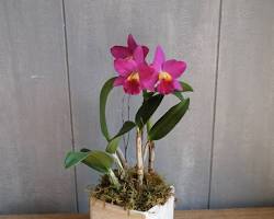 Gambar Cattleya orchid