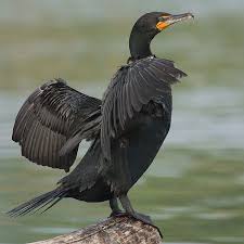 Water Birds Of North Georgia Double Crested Cormorant It Occurs Along Inland Waterways As Well As In Coastal Areas And Is Widely Distributed Across N Sea Birds List Of Birds Aquatic Birds