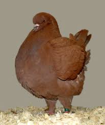 Pin Na Doske Pigeon