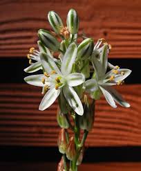 Image result for Albuca virens