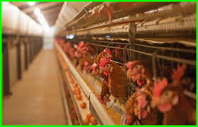 Sentra ayam bangkok berkualitas, hub : 30 Gambar Kandang Ayam Sederhana Minimalis Dan Modern Daftarhewan Com