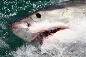 Male sharks tend to be smaller than females. Surviving A Shark Attack Do You Really Have To Punch It Bbc News