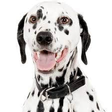 Join millions of people using oodle to find puppies for adoption, dog and puppy listings, and other pets adoption. Dalmatian Puppies For Sale Adoptapet Com