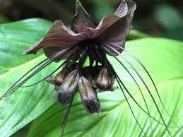 Check spelling or type a new query. White Bat Flower Tacca Chantrieri Flower Database