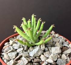 Image result for Bryophyllum tubiflorum