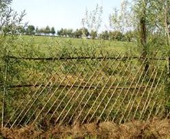 Weidengarten At Weidenzaun Wachsende Zaune Weidenzaun Weiden Zaun