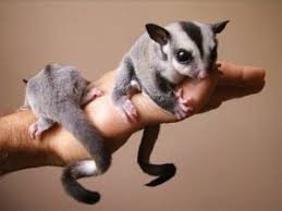 Sugar Glider Couple Escape Conviction Cayman Islands Headline News Cayman News Service