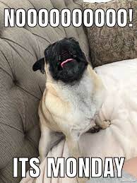 25 Really Adorable Pug Memes You Won T Be Able To Resist En 2020 Con Imagenes Perros Pug