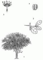 Image result for Combretum imberbe