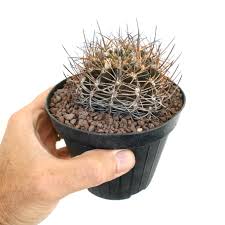 Image result for Pycreus mortonii