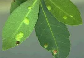 Image result for Searsia natalensis