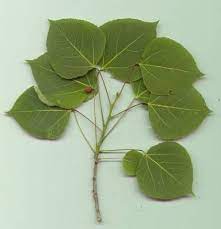 The Aspen Tree Of Western North America Aspen Trees Michigan Trees Aspen Trees Tattoo