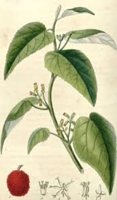 Image result for Guazuma