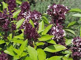 Image result for Alchornea occidentalis