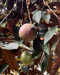 Image result for Chrysophyllum