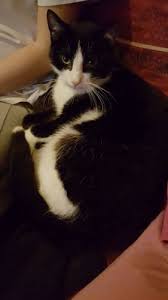 Adoption Petit Chat Junior Les Amis De Myrtille Loiret Chat Domestique Poil Court Secondechance Org Chat Domestique Chat Chat Noir Et Blanc