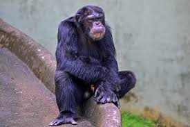 Man vs Chimp Fight Offer for $500K: Viral Claim, Legal Risk, and Truth Check