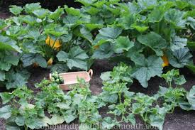 We did not find results for: Mavis Garden Blog Help There Are Ants On My Zucchini Blossoms One Hundred Dollars A Month