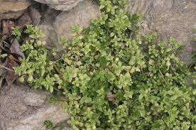 Image result for Stellaria pallida