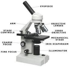 Clipart microscope parts labeled wikiclipart cliparting com. Compound Microscope Basics