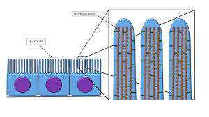 We did not find results for: Modifications To Epithelium Veterinary Histology