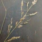 Image result for Eragrostis racemosa