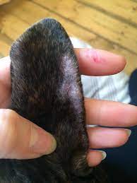 Dry Skin On The Tips Of Her Ears