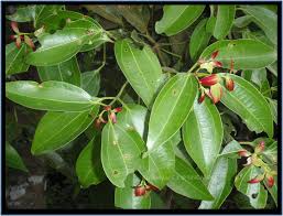 Image result for Cinnamomum