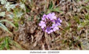 Image result for Buchnera pulcherrima