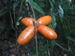 Image result for Polyceratocarpus