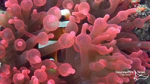 Maybe you would like to learn more about one of these? Kisah Keunikan Si Ikan Badut Dan Anemon Perairan Indonesia