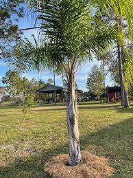 Image result for Syagrus romanzoffiana