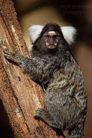 Common Marmoset Cute Wild Animals Weird Animals Animals Beautiful