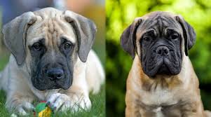 Bullmastiff puppies for sale near tampa, florida, usa, page 1 (10 per page) puppyfinder.com is your source for finding an ideal bullmastiff puppy for sale near tampa, florida, usa area. English Mastiff Vs Bullmastiff How Are They Different