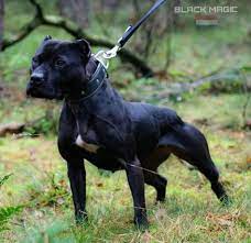 Simple and effective ways to make your bull terrier happy, healthy, and obedient. 50 Best All Black Pitbull Ideas Black Pitbull All Black Pitbull American Pitbull Terrier