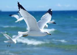 Seagull2 Sea Birds Pet Birds Beautiful Birds