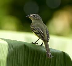 Image result for Geigeria engleriana