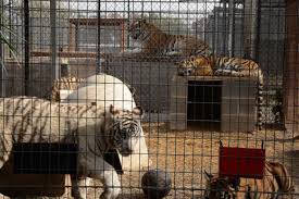 Our motel gave passes to this place. Breaking News Joe Exotic Who Kept Hundreds Of Big Cats In Appalling Conditions Found Guilty Of Murder For Hire And Wildlife Charges A Humane World