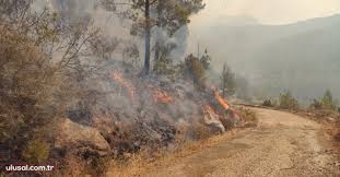 Büyüyerek devam eden yangına orman bölge müdürlüğü ekipleri müdahale ediyor. Mersin De Orman Yangini Haberi Son Dakika Haberleri