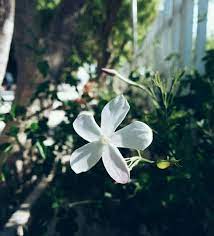 pin by زهرة الياسمين on fleurs ورد flower plants