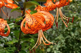 Epingle Sur My Plants