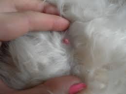 How Many Nipples Do Cats Have?