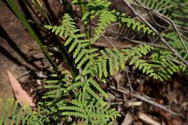 Image result for Gleichenia elongata